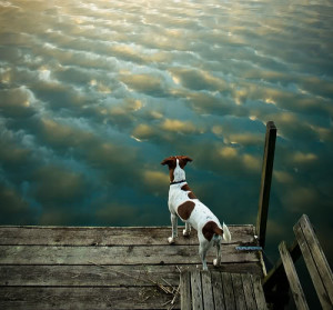 hondje (2)